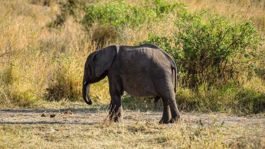 3 Days Camping Safari