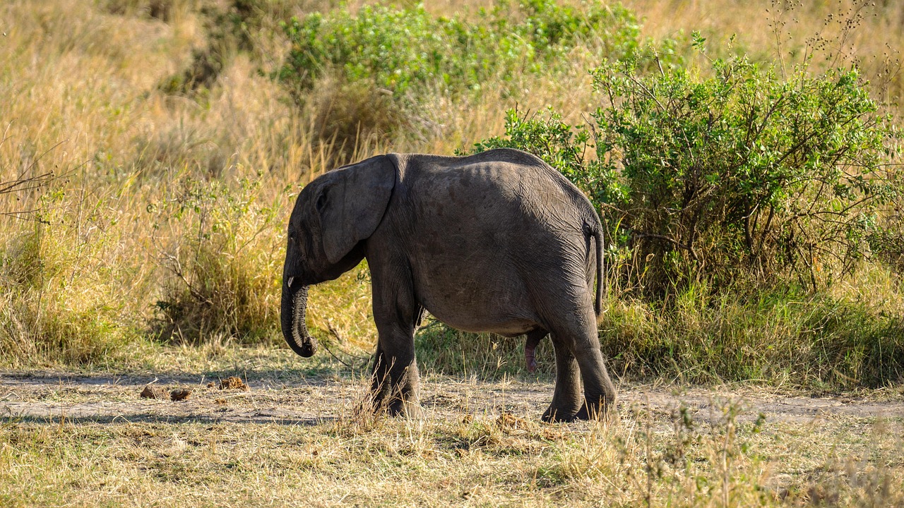 3 Days Camping Safari