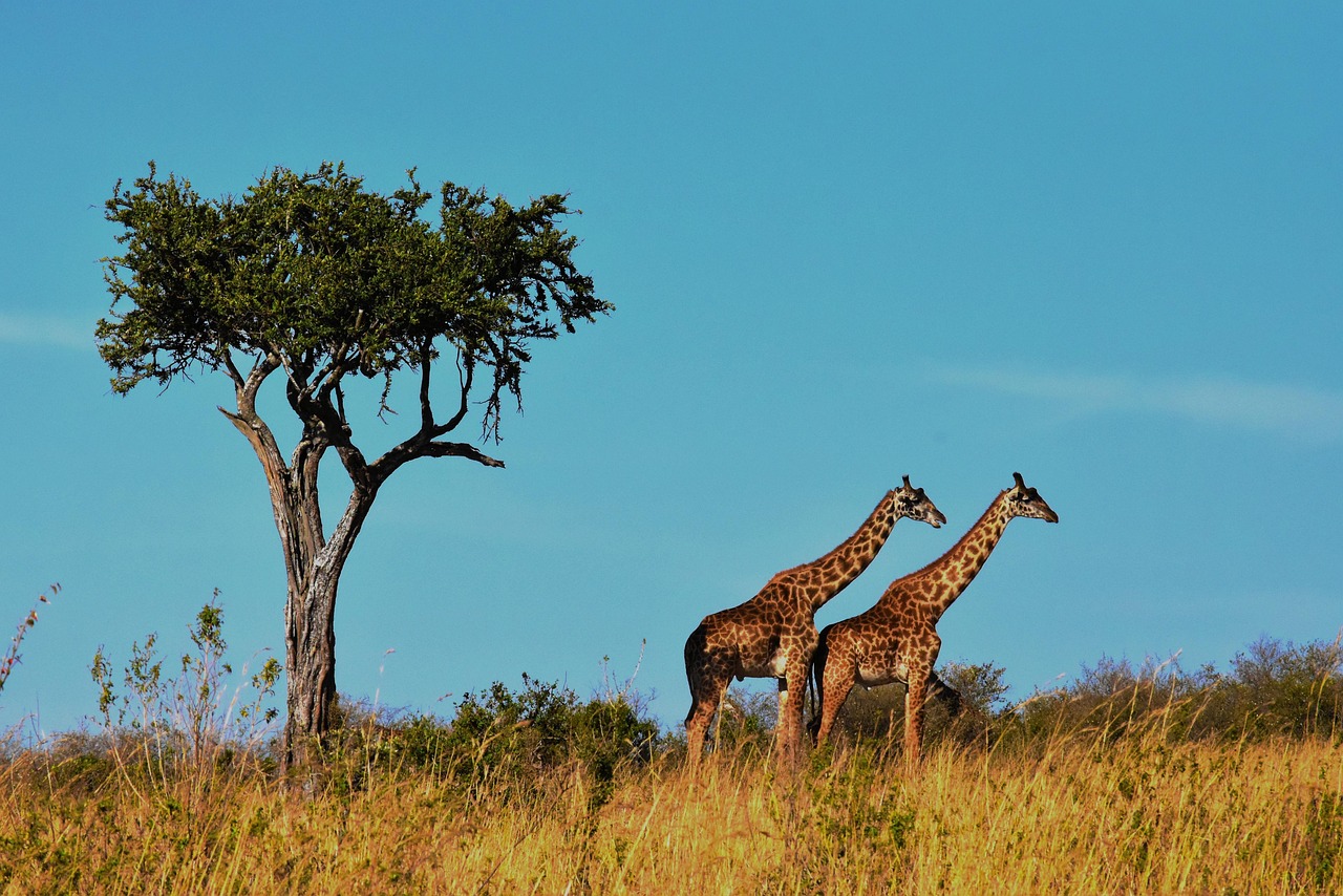 3 Days Camping Safari
