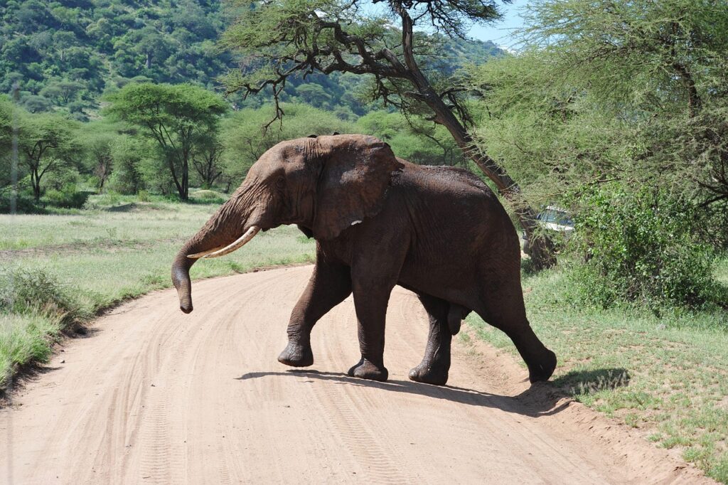Tanzania Safari | Best Tanzania Safaris and Tours